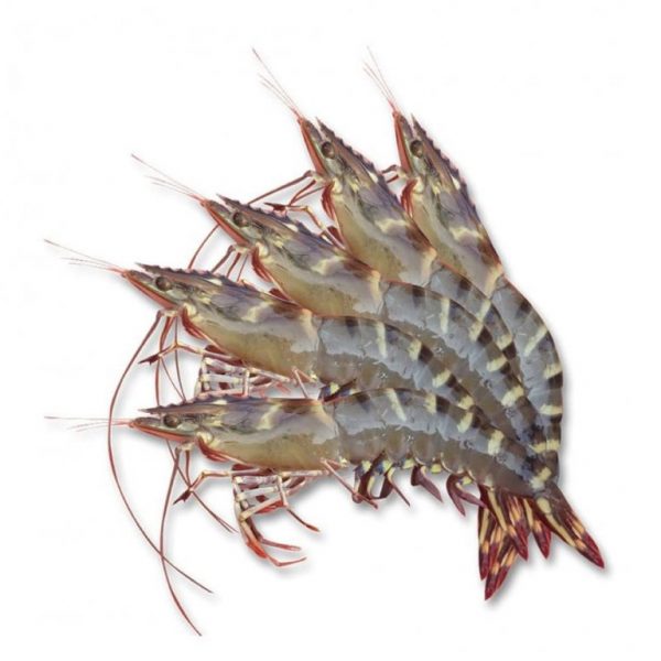 Tôm sú biển (khay 500g)