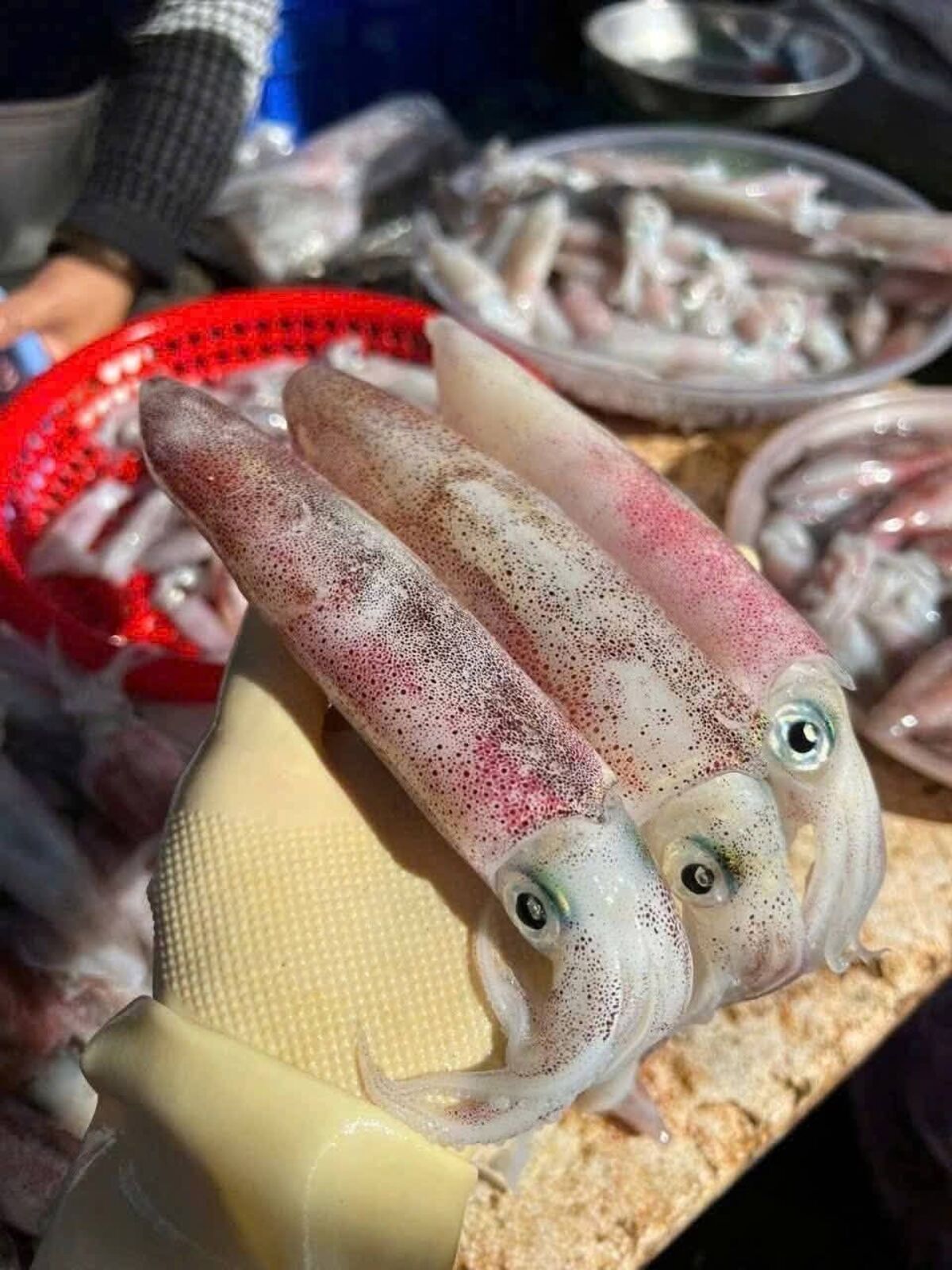 Mực ống Biển Đông